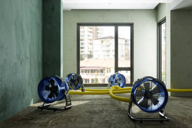 Best Mold removal after water damage  in Jonesboro, LA